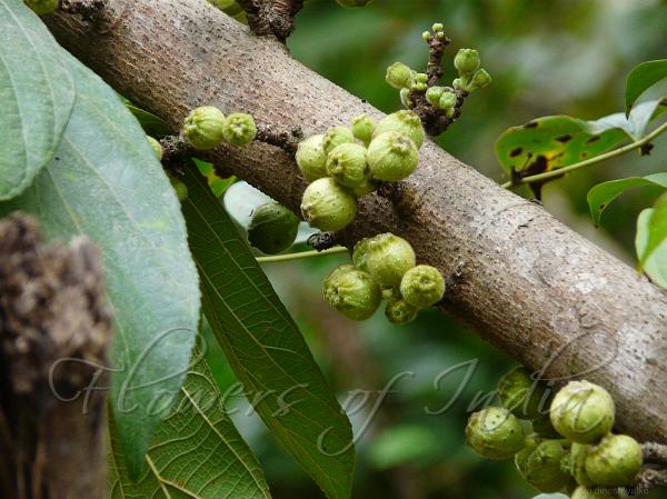 Hairy Fig